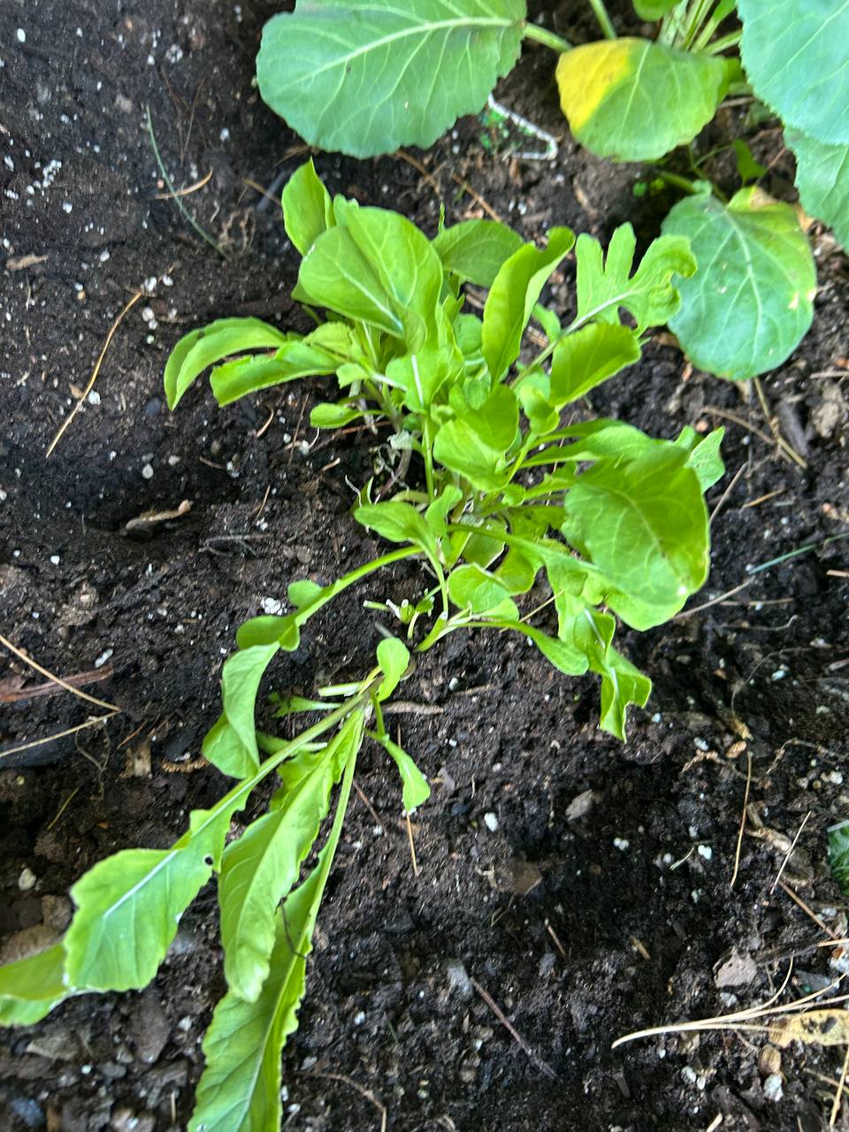 Baby arugula seedlings growing in dark soil