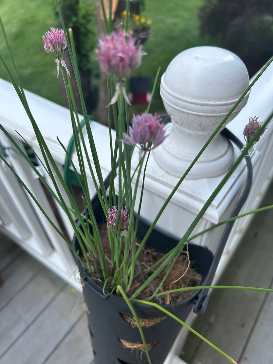 Potted chives with purple blossoms