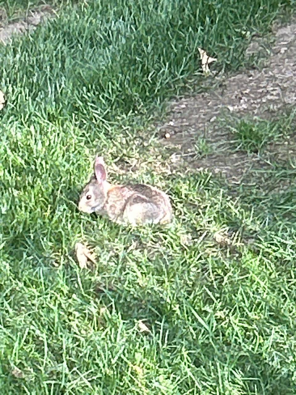 Wild cottontail rabbit resting in the grass