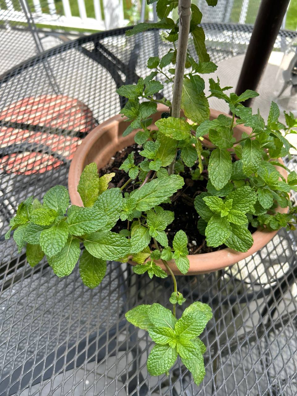 Fresh mint growing in a terracotta pot on a patio table