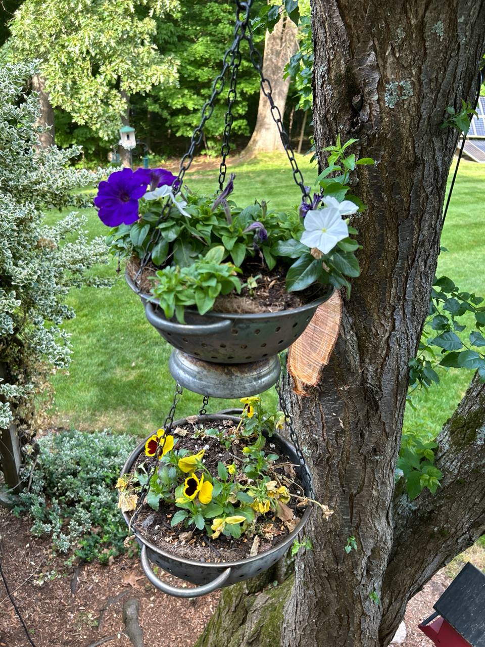 Hanging baskets with purple, white, and yellow flowers by a tree