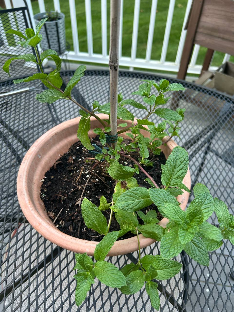 Mint growing in a terracotta pot on a patio table