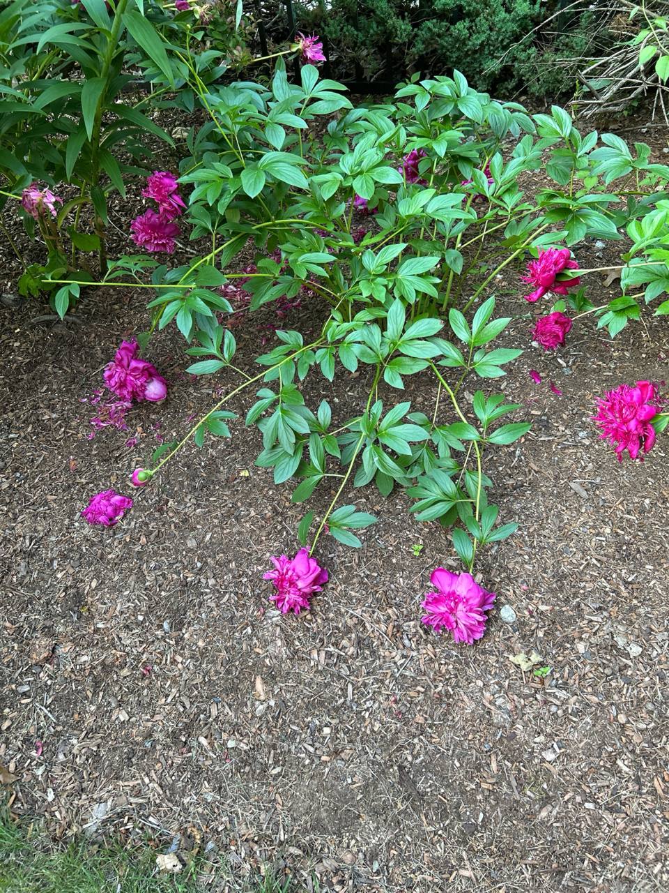 Magenta peony flowers with green compound leaves