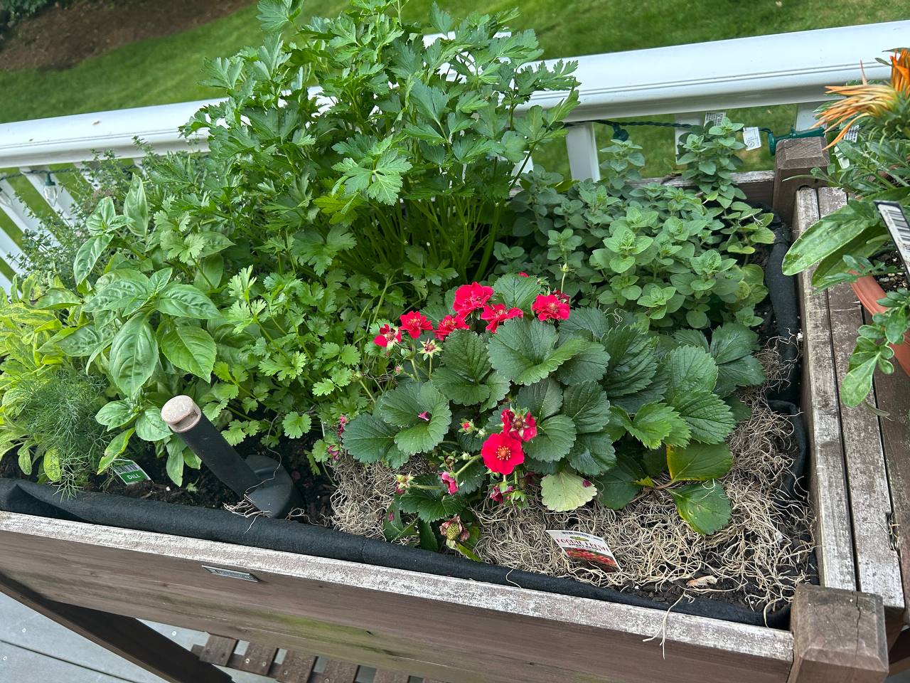 Deck planter with herbs and red strawberry blossoms