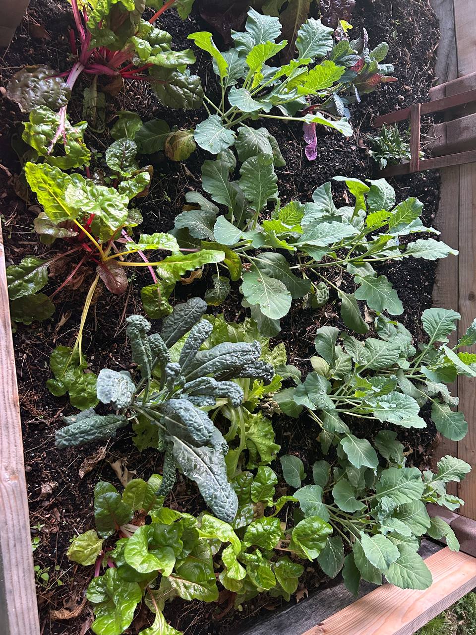 Raised bed with Swiss chard, kale, lettuce, and brassica greens