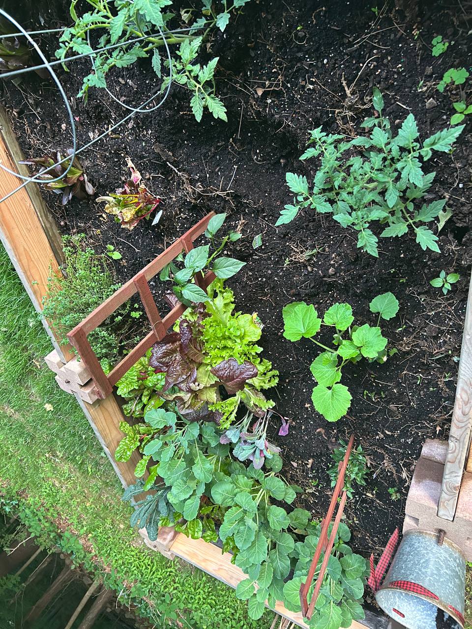 Raised bed garden with young tomatoes, greens, lettuce, and squash-like plants