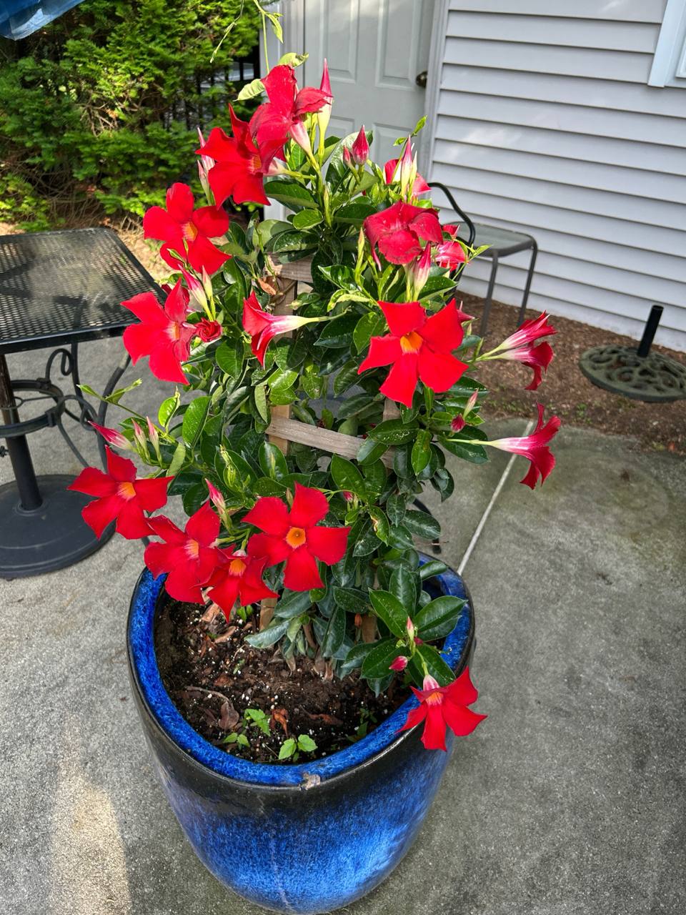 Red mandevilla flowers blooming in a blue patio pot
