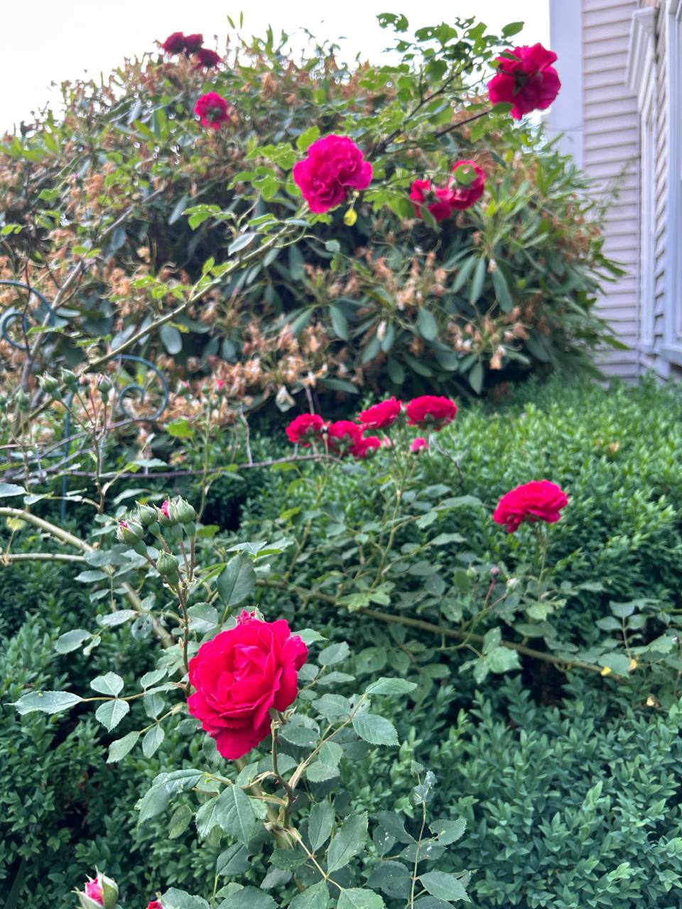 Deep red roses blooming in the garden