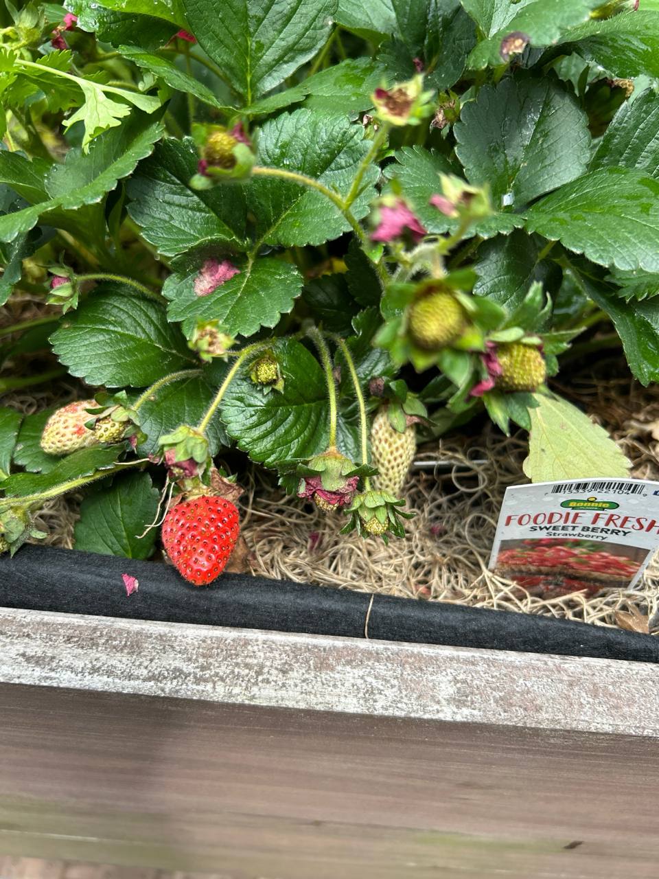 Ripe and ripening strawberries tucked among green leaves