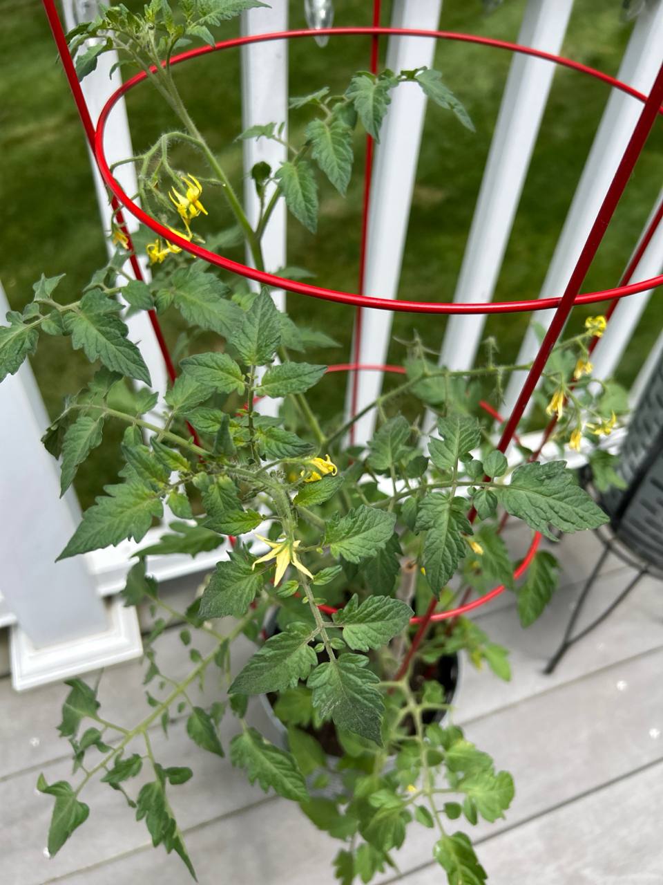 Tomato plant flowering inside a bright red support cage