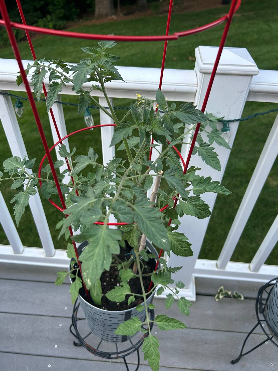 Tomato plant in a pot with a red support cage