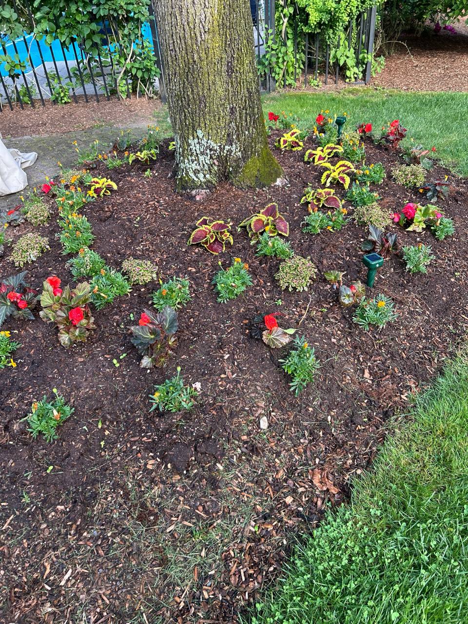 Flower bed around a tree with coleus, begonias, marigolds, and variegated foliage